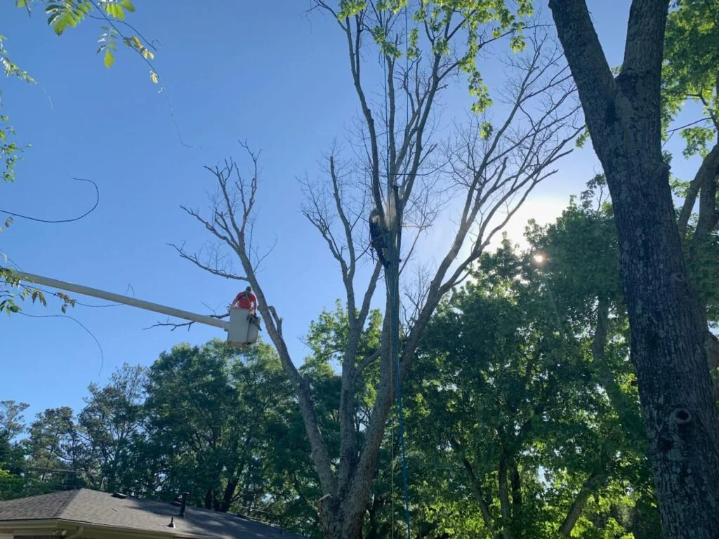 TREE TRIMMING