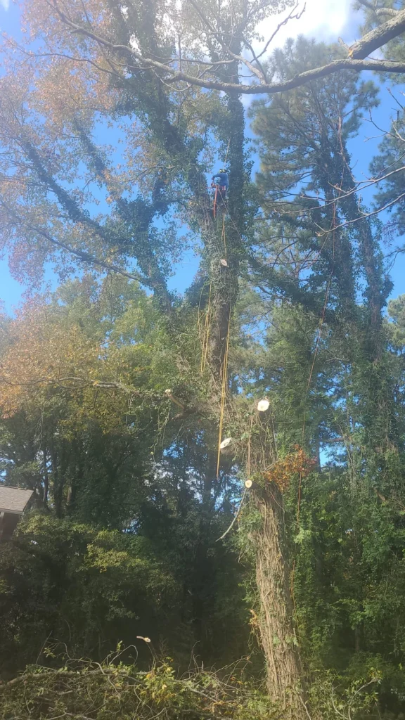 Tree services quiroz