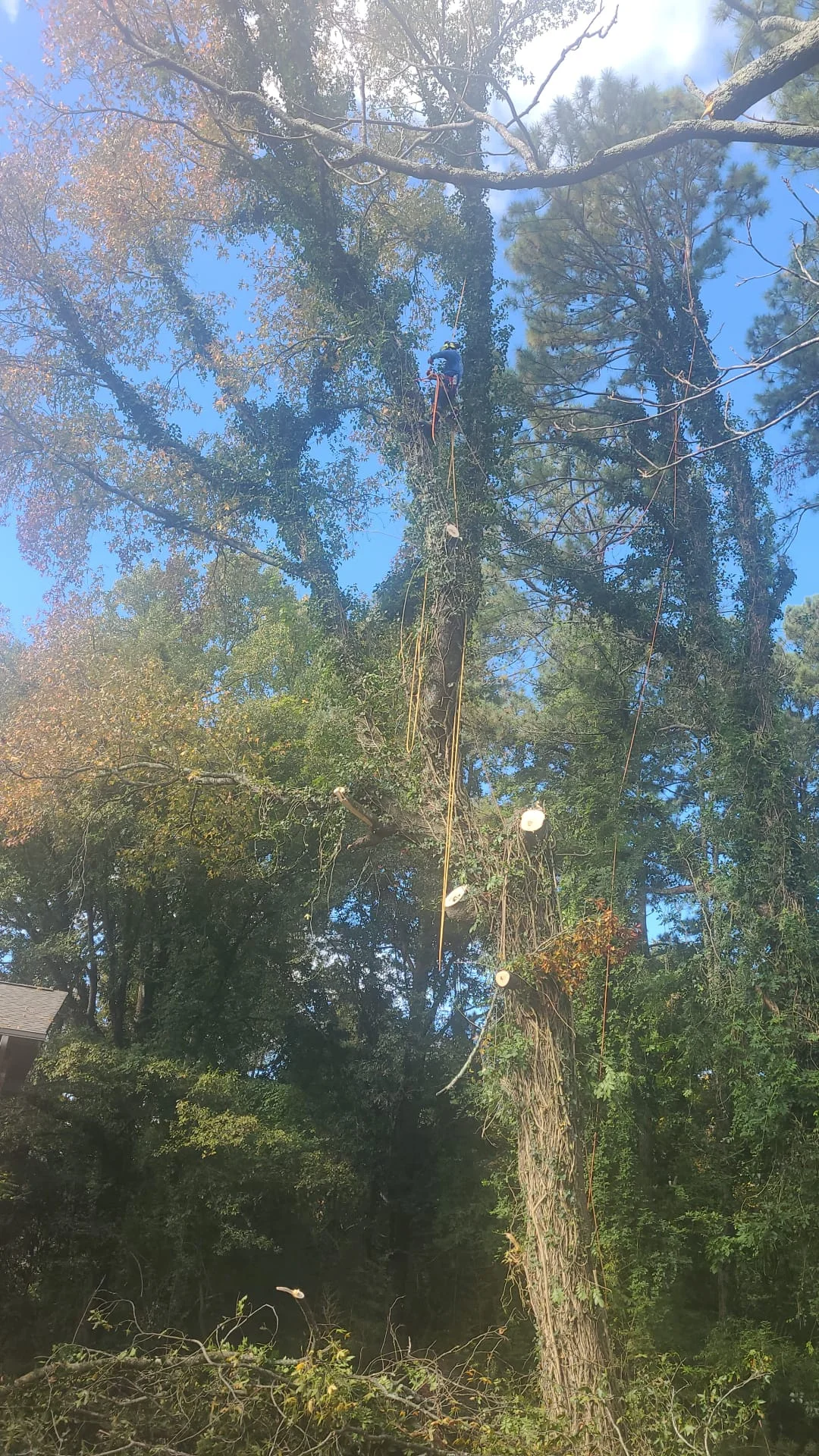 Tree services quiroz