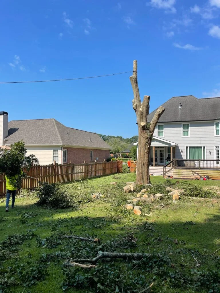 tree removal